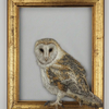 Full view of Window 1 – Barn Owl embroidery artwork in a picture frame.